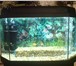 Фотография в Домашние животные Рыбки Аквариум "панорамный" на 70 литров с родной в Магнитогорске 0