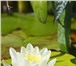 Фотография в Домашние животные Растения Продам водные лилии. Очень красивые. Цена в Пензе 0