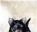 Йоркширского терьера щенки девочки продаются,  Мини и стандартного размера, с хорошей шелковистой ш 67783  фото в Москве