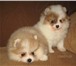 Продам 2-х месячных щенков - двух маленьких мальчиков и крошечную девочку породы померанский шпиц, 66048  фото в Балашихе
