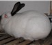 Фотография в Домашние животные Грызуны Кролиководческое хозяйство « Землевед» продает в Ярославле 0