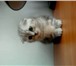 Продаются шотландские вислоухие котята девочка и мальчик, Возраст 1, 5 месяца, Очень игривые, лас 69119  фото в Челябинске