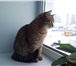 Фото в Домашние животные Вязка Красивая беспородистая серая кошка ищет простого в Ульяновске 200