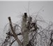 Foto в Строительство и ремонт Другие строительные услуги Спил Кронирование деревьев, кустов, зарослей. в Москве 0