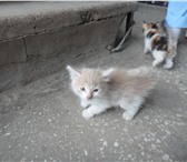 Фото в Домашние животные Отдам даром На завод подкинули 4 малышей-котят. Помогите, в Москве 1