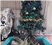 Foto в Домашние животные Товары для животных Лежанки для домашних любимцев под заказ. в Красноярске 350