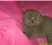 СРОЧНО Продам британского вислоухого котёнка, мальчик, родился 03, 06, 2010 г, Очень красивый, 89 68992  фото в Челябинске