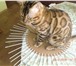 Фотография в Домашние животные Вязка Предлагается для вязки шикарный элитный кот в Челябинске 0