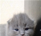Очень красивые котята ждут своих хозяев Котята породы скоттиш фолд, вислоухие, Осталось два коте 69759  фото в Тюмени