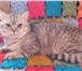 Изображение в Домашние животные Вязка Шотландский прямоухий кот. Клубный, с родословной. в Сочи 3 000