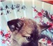 Foto в Домашние животные Отдам даром Маленькие песики срочно ищут ответственных в Улан-Удэ 0