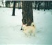 Фото в Домашние животные Потерянные 13 января пропал кобель, Тоша, белая лайка, в Тольятти 0
