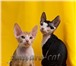 Великолепные коты,   Донской сфинкс,   Продажа 1564135 Донской сфинкс фото в Москве
