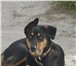Foto в Домашние животные Найденные Найдена собака в посёлке "Красная горка" в Рыбинске 0