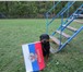 Фотография в Домашние животные Услуги для животных Приглашаем владельцев собак всех пород на в Москве 800