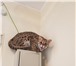 Азиатско-леопардовый кот 4985263 Азиатская короткошерстная фото в Москве