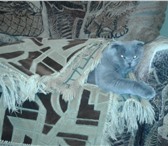 Фотография в Домашние животные Вязка Серебряный вислоушка очень ждёт кошечку. в Перми 0