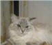 Foto в Домашние животные Потерянные Потерялась светлая пушистая кошка. На шее в Новосибирске 0