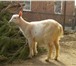 Фотография в Домашние животные Другие животные Продается молоденький 5-месячный козленочек в Таганроге 7 000