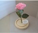 Фотография в Мебель и интерьер Другие предметы интерьера Цвет: белый, розовый. Роза со светодиодной в Липецке 1 500