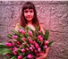 Foto в Домашние животные Растения Тюльпаны к 8 марта , вся палитра цветов, в Сочи 25