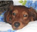 Фотография в Домашние животные Вязка собак Самый милый, красивый, ласковый и жизнерадостный в Москве 0
