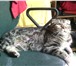 Foto в Домашние животные Вязка Кошечка шотандская вислоухая, без документов, в Нижнем Тагиле 500