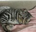 Фотография в Домашние животные Вязка Шотландский кот приглашает на вязку вислоухую в Ростове-на-Дону 1 000