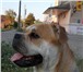 Фотография в Домашние животные Вязка собак Предлагается на вязку молодой кобель породы в Перми 30 000