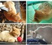 Foto в Домашние животные Стрижка собак 960-865-93-54, стрижки породные, тримминг, в Астрахани 0