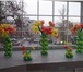 Фотография в Развлечения и досуг Организация праздников Оформление воздушными шарами,  тканью,  цветами в Клин 0