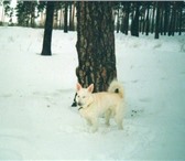 Фото в Домашние животные Потерянные 13 января пропал кобель, Тоша, белая лайка, в Тольятти 0