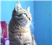 Изображение в Домашние животные Вязка Красивая беспородистая серая кошка ищет простого в Ульяновске 200