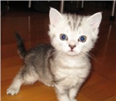 Продаются серебристые котята скоттиш-страйт как в рекламе Вискас,  1,  мальчик черный мрамор на сере 68922  фото в Москве
