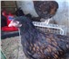 Фото в Домашние животные Птички продам цыплят подрощенных(шелковые,кохинхины,орпингтон,виандот,павловские),семьи-шелковых,кохинхинов,пару в Пензе 250