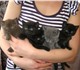 Продаются британские котятки 3 черного ц