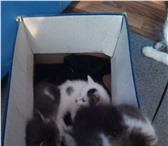 Фотография в Домашние животные Отдам даром Отдам двух милых котят,к лотку приучены,игручие,едят в Благовещенске 0