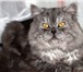 Фото в Домашние животные Вязка Наш котик(скоттиш-хайленд страйт) познакомится в Москве 1 000