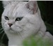 Foto в Домашние животные Вязка Британский клубный кот,  окрас черный серебристый в Москве 0