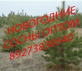 Foto в Прочее,  разное Разное Продаем живые, пушистые, отборные сосны к в Пензе 70