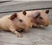 Foto в Домашние животные Грызуны Продам морских свинок скинни, возраст 2 мес., в Прокопьевске 2 000