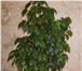 Изображение в Домашние животные Растения Растения – деревца : комнатные ( тропические в Магнитогорске 100