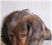 Продаём щенка-мальчика рыже-мраморного яркого, эффектного, эксклюзивного окраса, одного из лучши 64765  фото в Москве