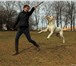 Аргентинского дога подрощеный щенок 915572 Аргентинский дог фото в Москве