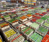 Фото в Прочее,  разное Разное Тюльпаны и розы от производителя. Оптом от в Саратове 25