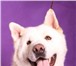 Изображение в Домашние животные Вязка собак Кобель (белый), возраст 2 года, развязан, в Москве 30 000