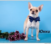 Фотография в Домашние животные Вязка собак Чихуахуа мини  кобель Юкки бело-кремовый, в Москве 1 000