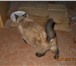 Фото в Домашние животные Отдам даром Найдена сиамская кошечка, в районе ВРЗ. Возраст в Барнауле 0