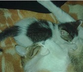 Отдадим в добрые руки замечательных, красивых котят, возраст 5 недель, Два кота (один серенький в 68906  фото в Челябинске