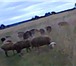 Фото в Домашние животные Другие животные Продам овец пород: Меринос, жирохвостик, в Брянске 130